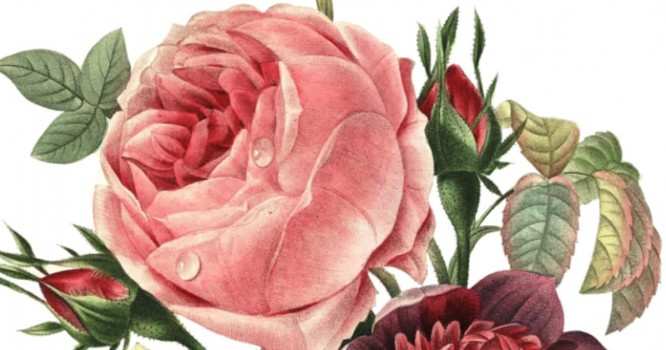 REDOUTÉ, LE "RAPHAËL DES FLEURS"